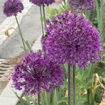 Okrasný cesnak (Allium) ´OSTARA´, kont. C2L